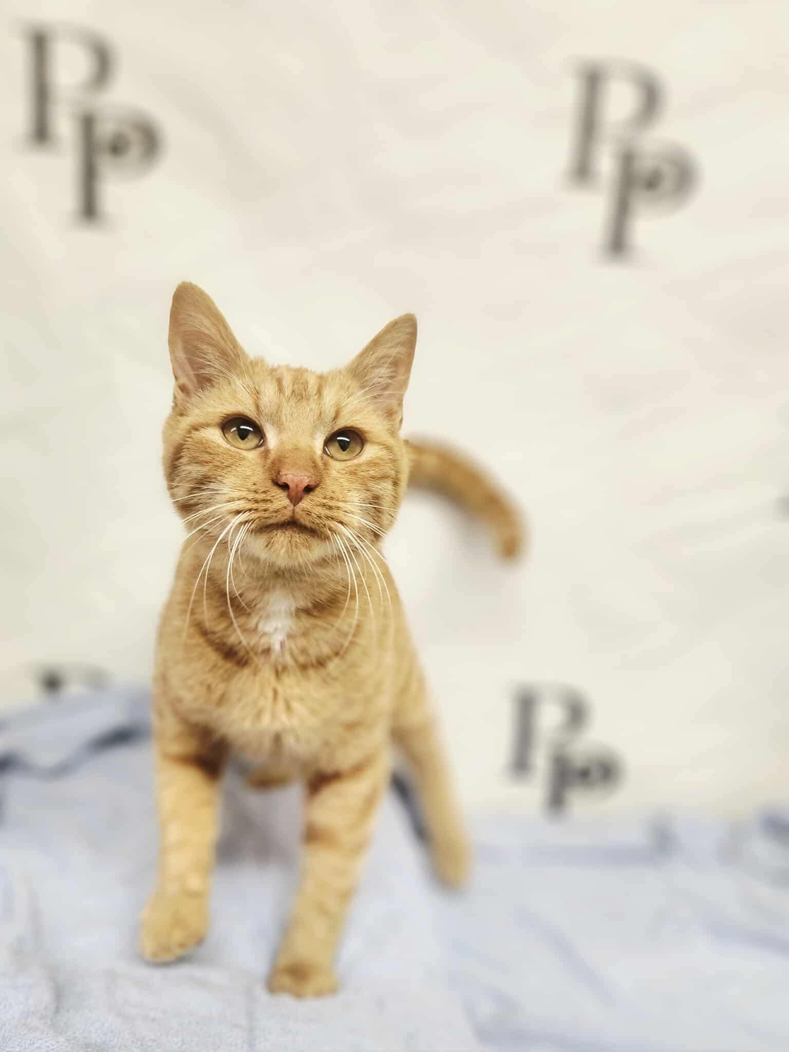 Enlarge Echo, a Adoptable Domestic Short Hair in Social Circle, GA image 3/3