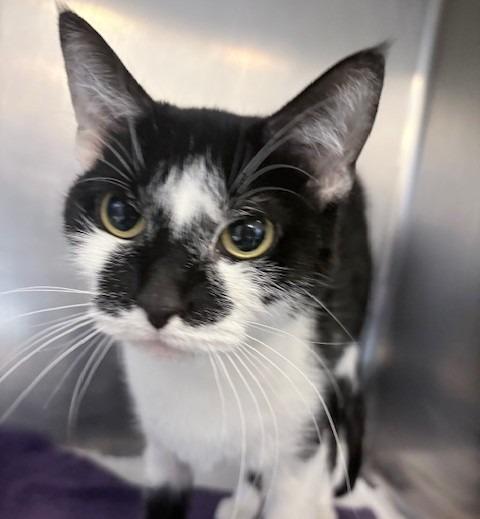 Enlarge Panda Princess, a Adoptable mixed breed in Ogdensburg, NY image 1/1