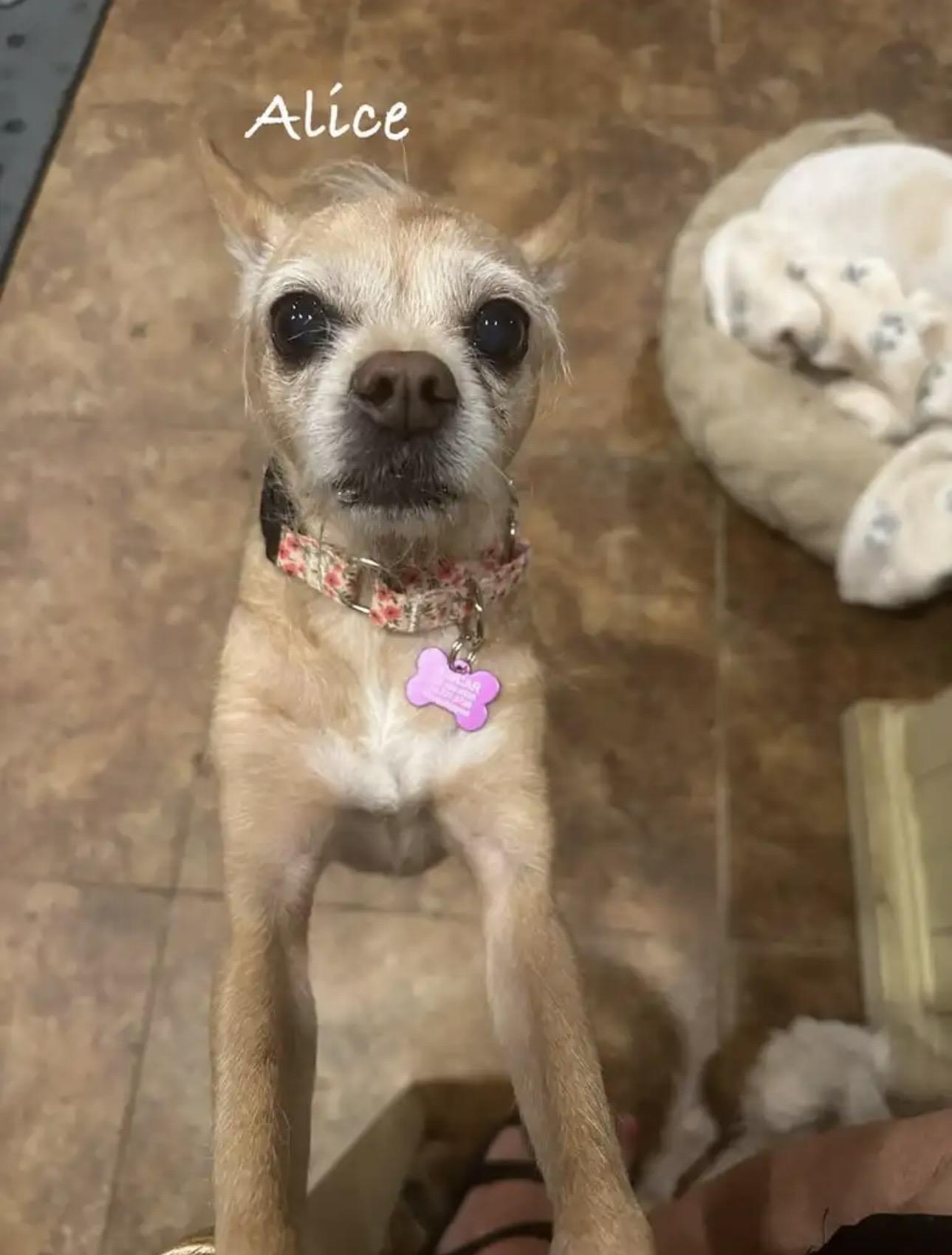 Alice, ADOPTABLE, Senior Female Terrier.
