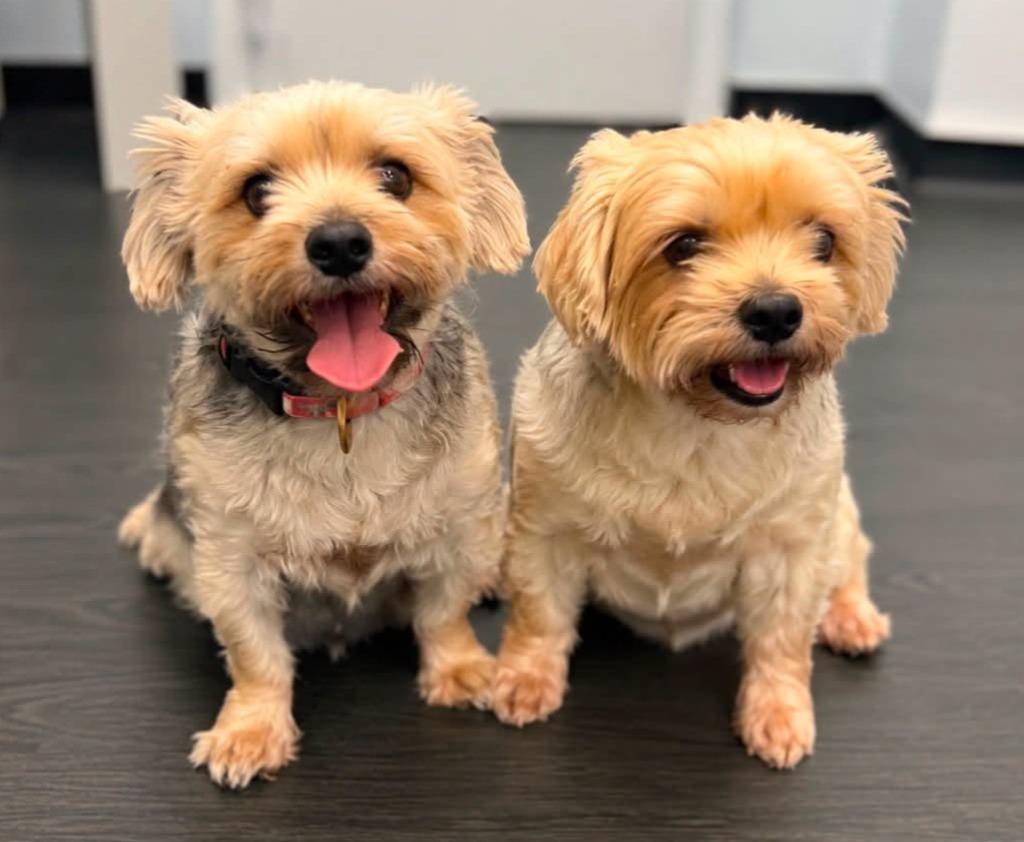 PEBBLES & ROCKY, Adoptable, Adult Male Yorkshire Terrier.