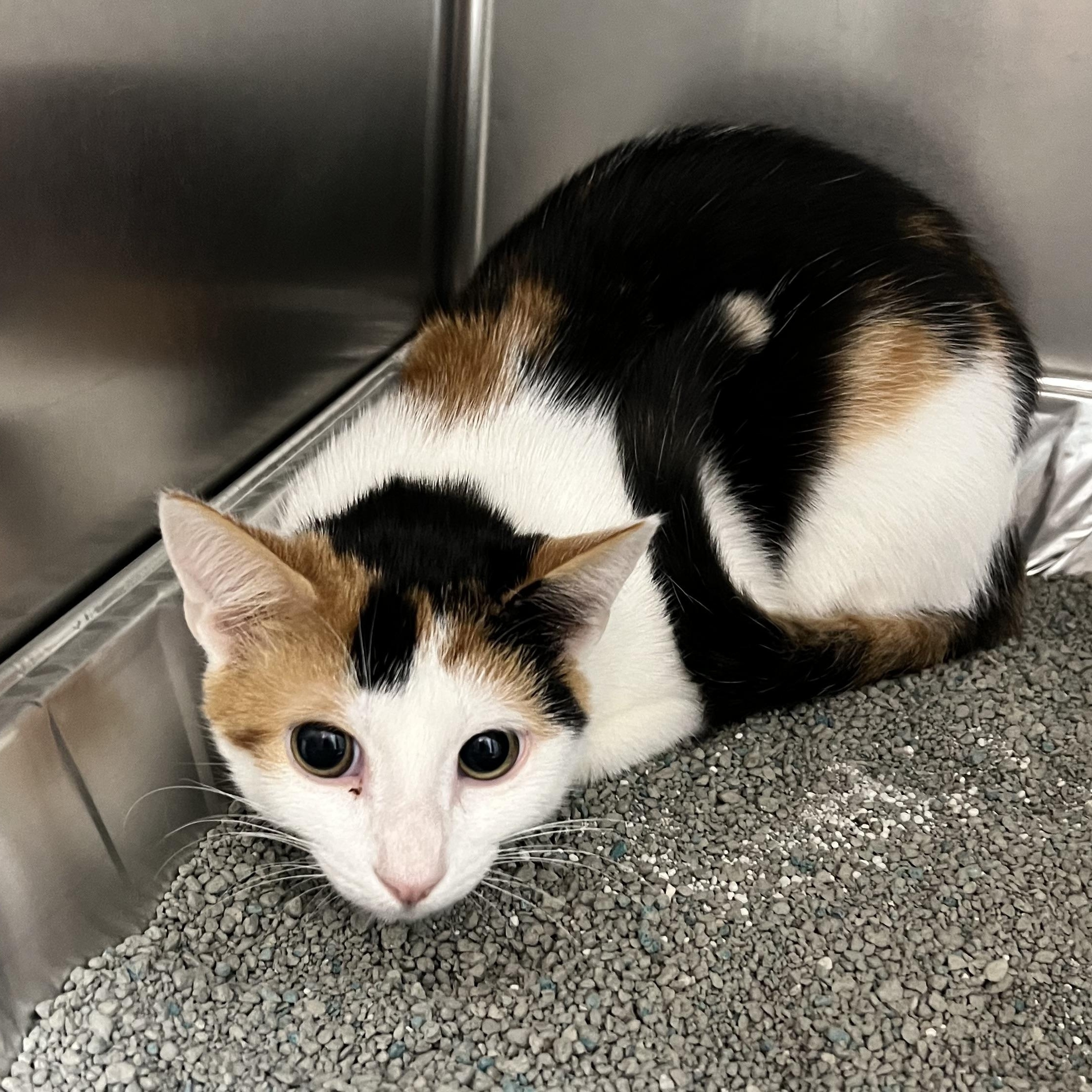 Krampus, ADOPTABLE, Young Female Calico.