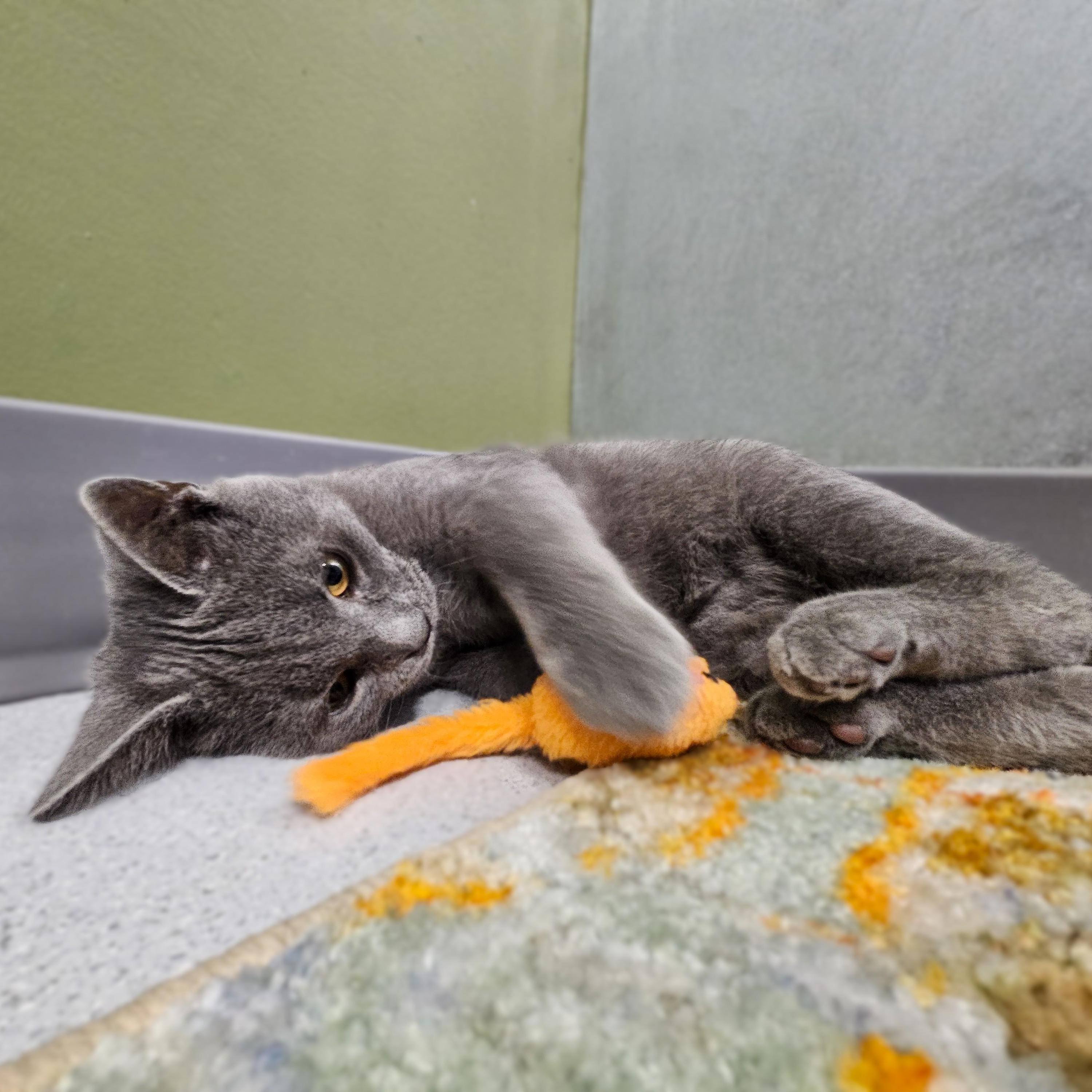 Enlarge Milo, a Adoptable Domestic Short Hair in Endicott, NY image 5/5