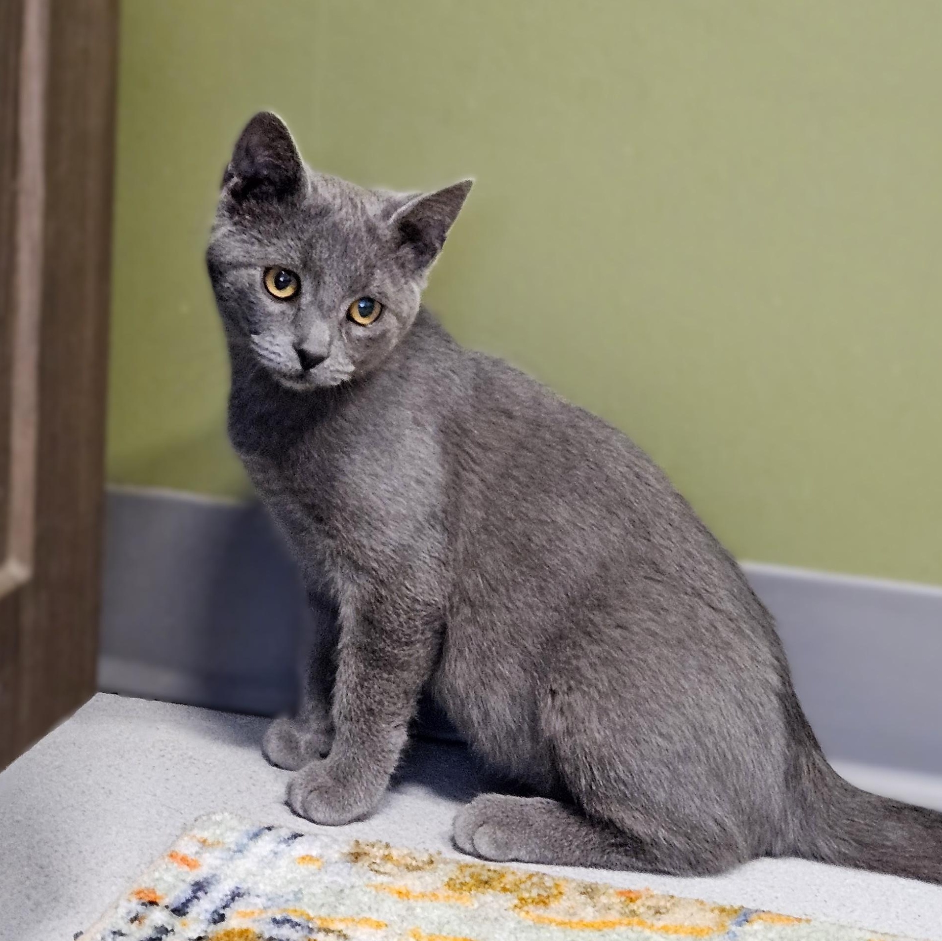 Enlarge Milo, a Adoptable Domestic Short Hair in Endicott, NY image 4/5