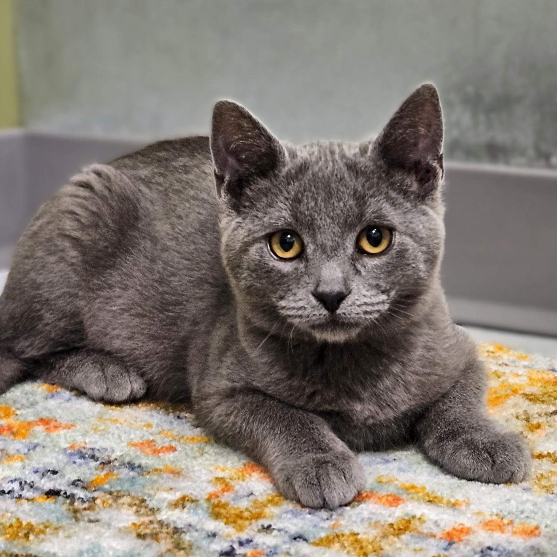 Enlarge Milo, a Adoptable Domestic Short Hair in Endicott, NY image 1/5