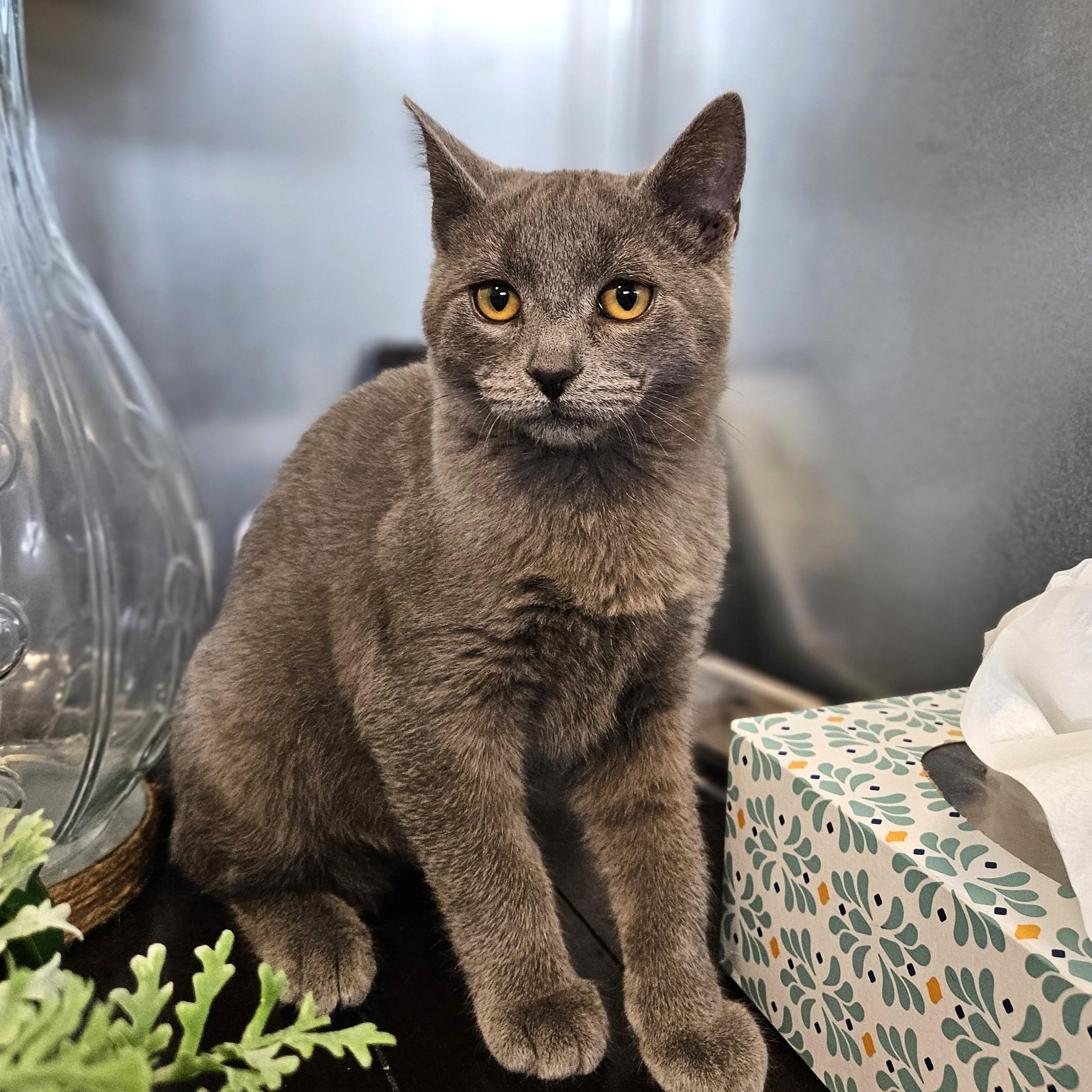 Enlarge Milo, a Adoptable Domestic Short Hair in Endicott, NY image 2/5