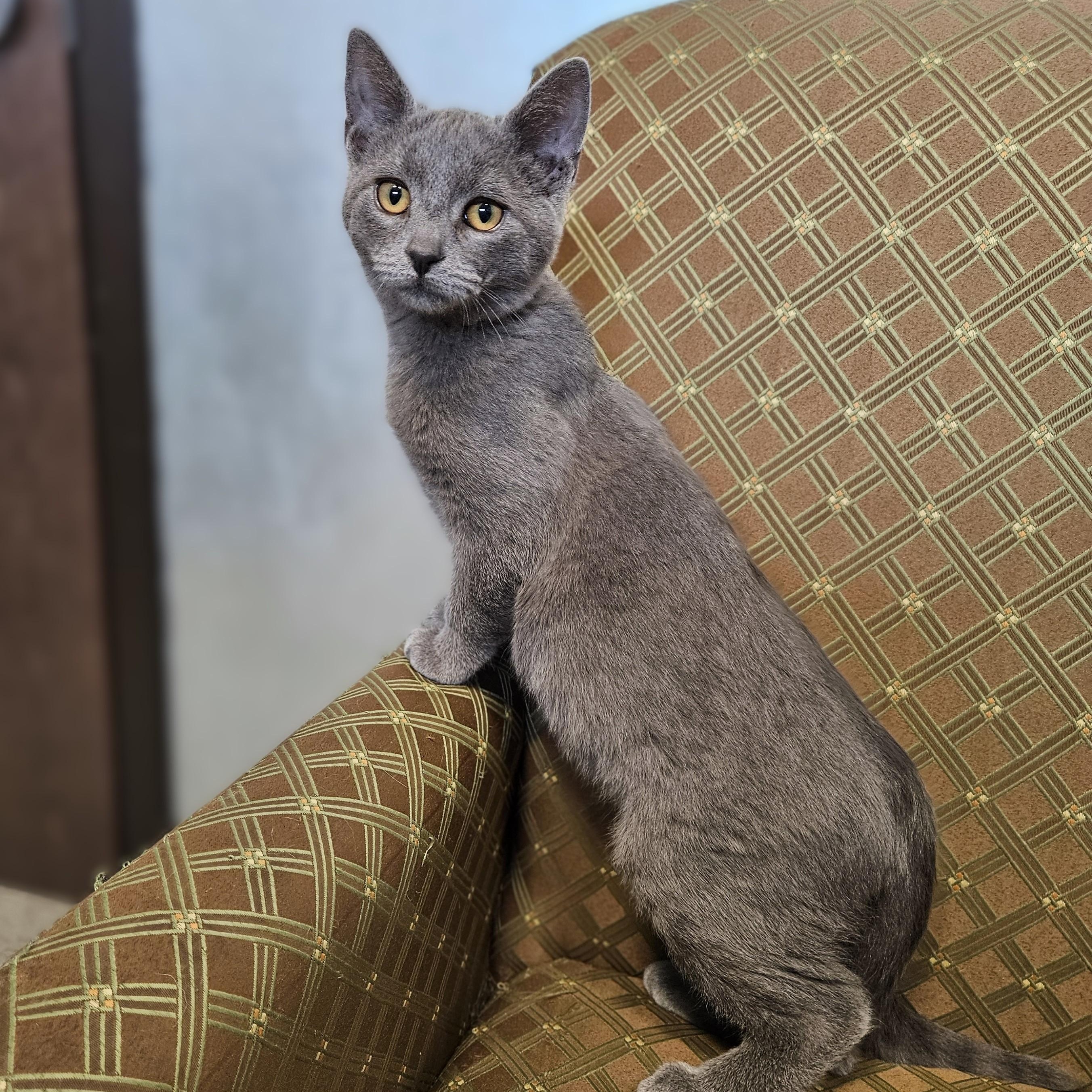 Enlarge Milo, a Adoptable Domestic Short Hair in Endicott, NY image 3/5
