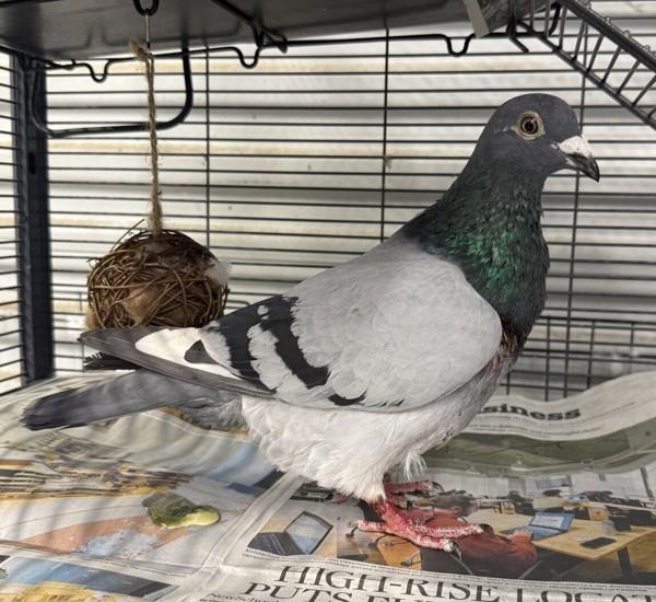 Tony, Adoptable, Adult Unknown Pigeon.