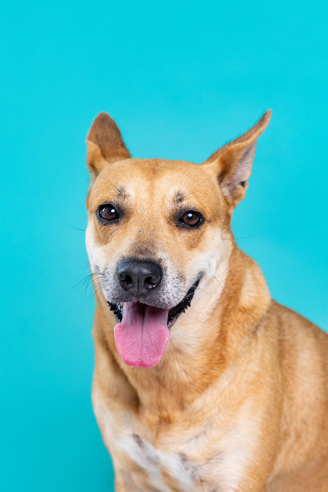 Enlarge Gingerella, a Adoptable Carolina Dog in Eau Claire, WI image 2/4