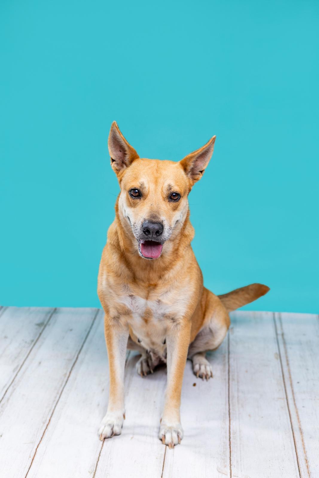 Enlarge Gingerella, a Adoptable Carolina Dog in Eau Claire, WI image 3/4