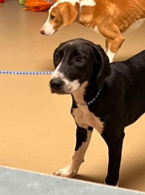 Fred, Adoptable, Young Male Labrador Retriever & Hound.