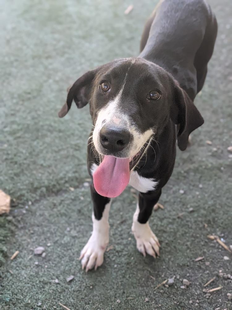 Enlarge Fred, a Adoptable mixed breed in Statesville, NC image 2/6