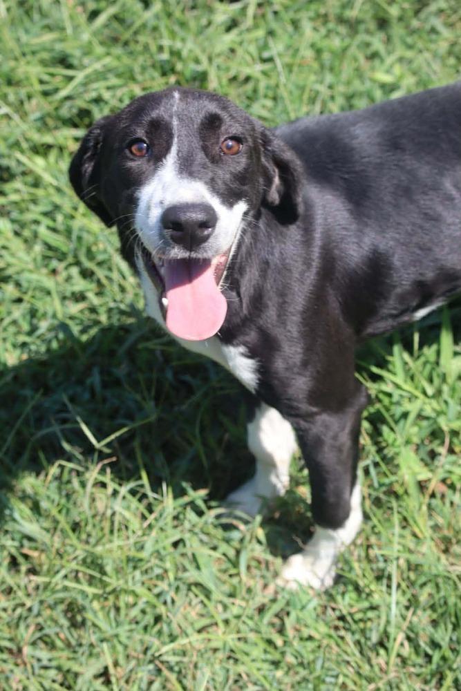 Enlarge Fred, a Adoptable mixed breed in Statesville, NC image 3/6