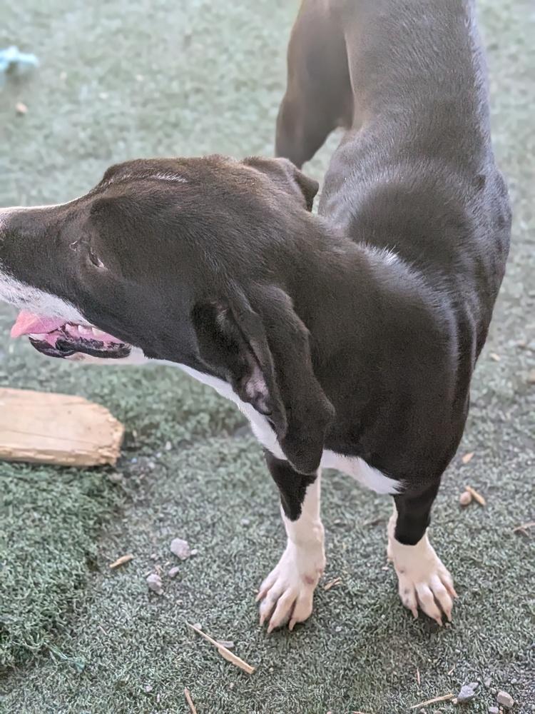 Enlarge Fred, a Adoptable mixed breed in Statesville, NC image 5/6