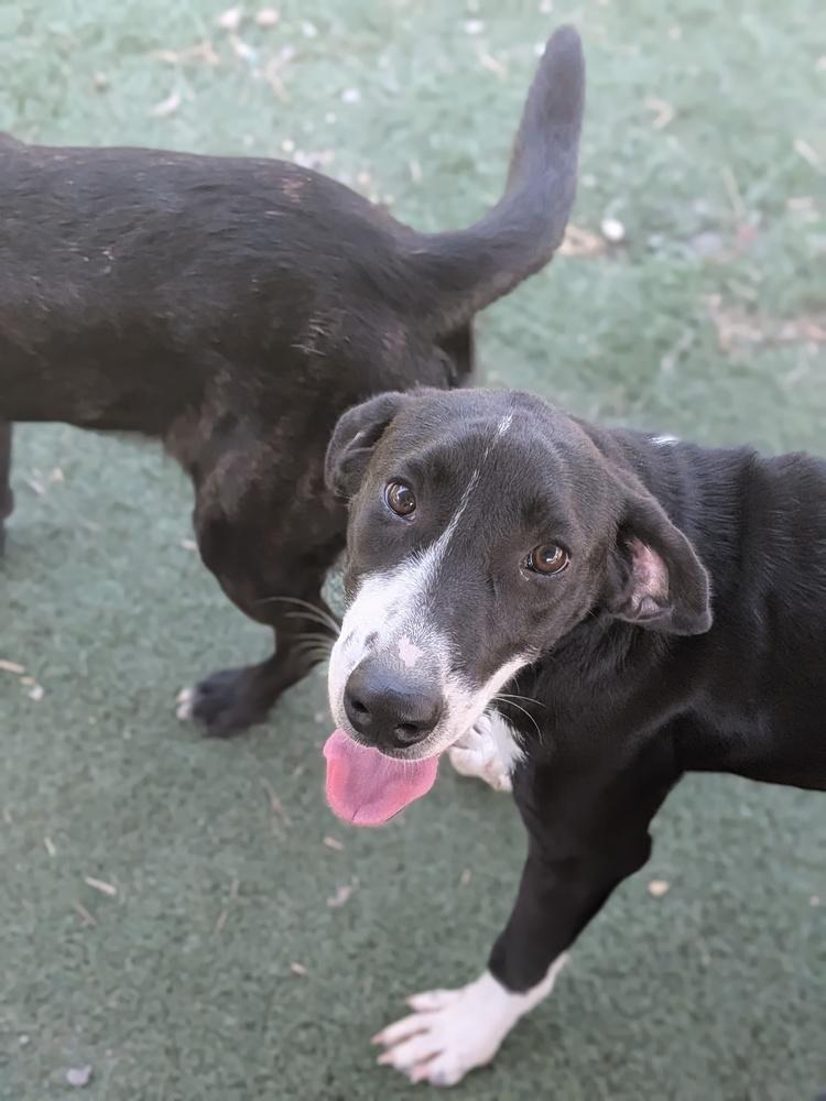 Enlarge Fred, a Adoptable mixed breed in Statesville, NC image 6/6