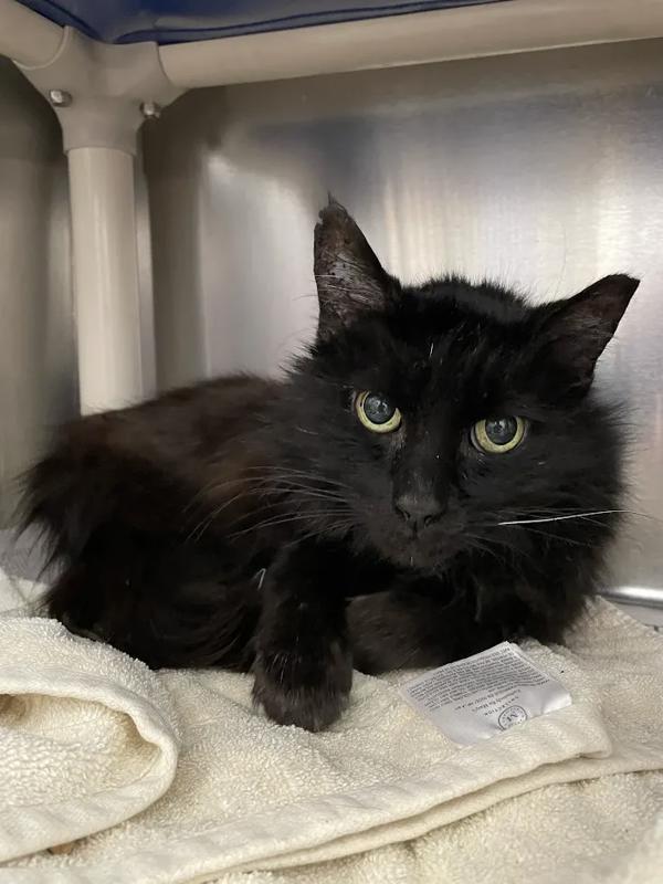 Moneybags, Adoptable, Adult Male Domestic Short Hair.
