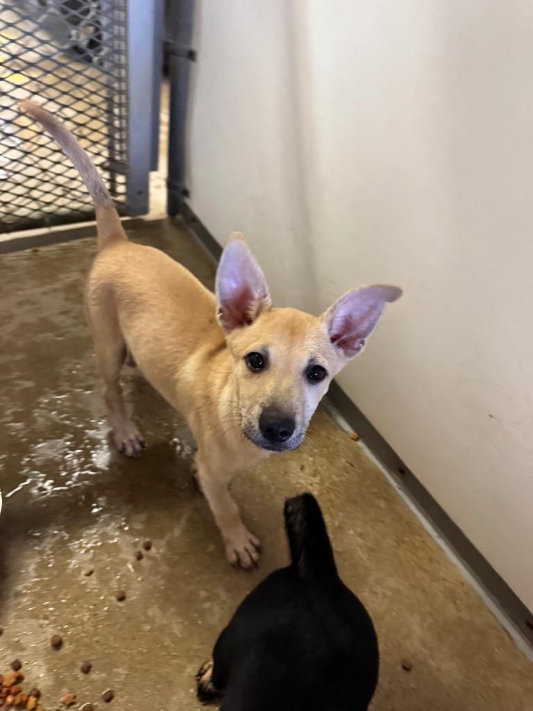 Ruffles, Adopted, Puppy Male German Shepherd Dog & Mixed Breed.