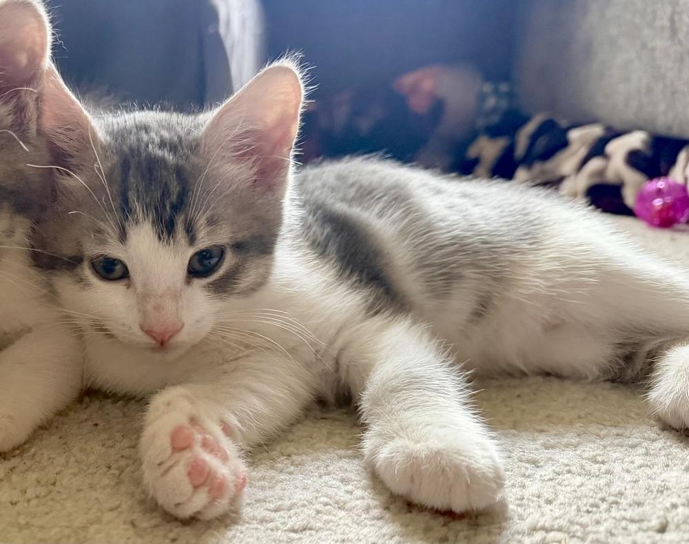 Enlarge Peter (Qtown Royal Cuties Litter), a Adopted Domestic Short Hair in Telford, PA image 1/1