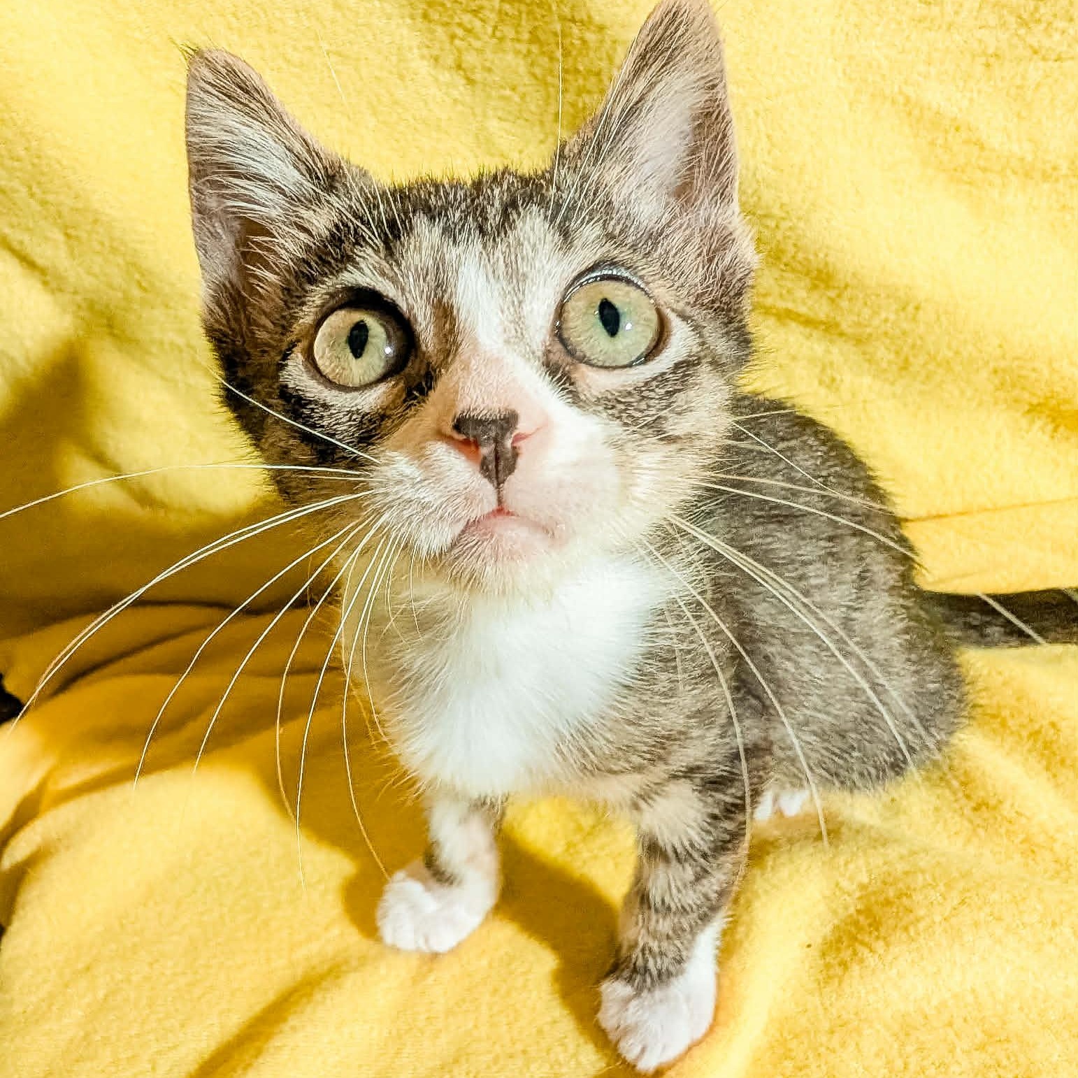 Enlarge Danny Go, a Adoptable Domestic Short Hair in Beloit, WI image 2/2