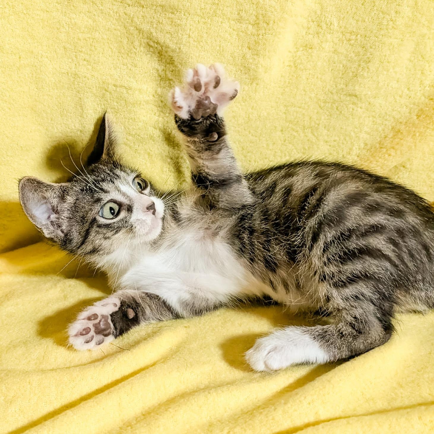 Danny Go, Adoptable, Young Male Domestic Short Hair.