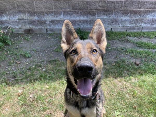 Enlarge Willow, a Adopted German Shepherd Dog in Woodland, CA image 1/3