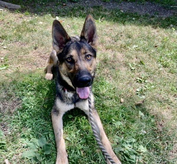 Enlarge Willow, a Adopted German Shepherd Dog in Woodland, CA image 2/3