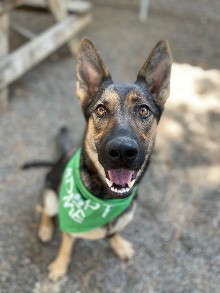 Enlarge Willow, a Adopted German Shepherd Dog in Woodland, CA image 3/3