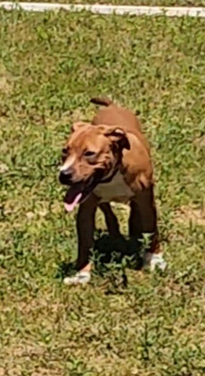 Mighty Mouse, Adoptable, Young Male American Staffordshire Terrier.