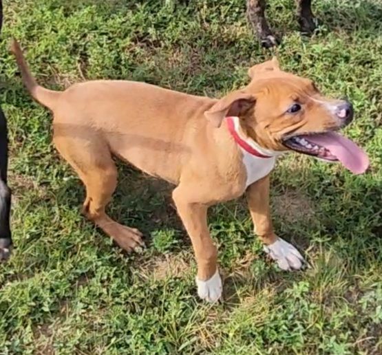 Mighty Mouse, a Adoptable mixed breed in St. George, SC image 2/2