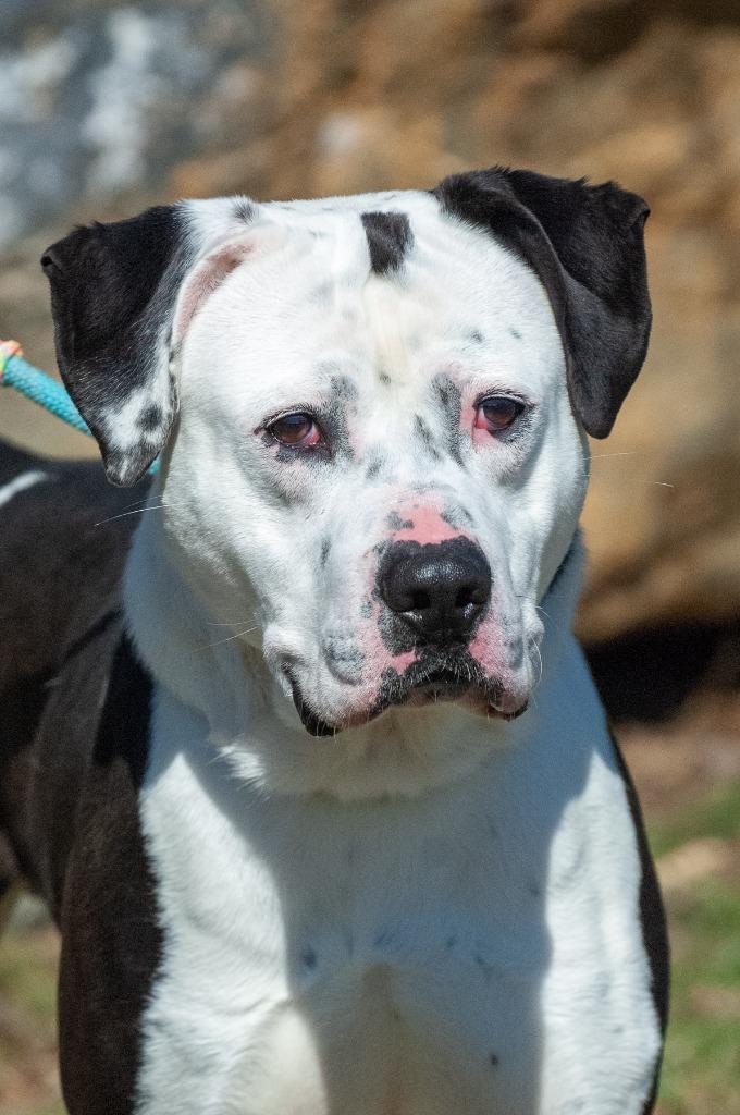 Oreo, Adoptable, Adult Male American Staffordshire Terrier & Pit Bull Terrier.