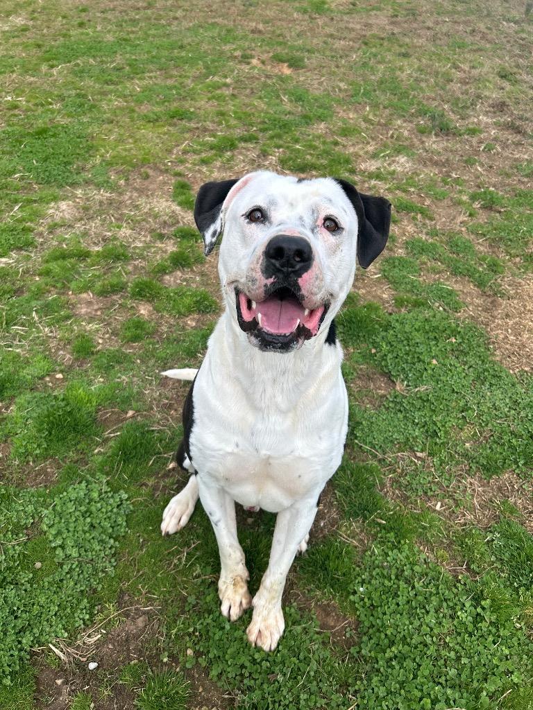 Oreo, a Adoptable mixed breed in Johnson City, TN image 3/5