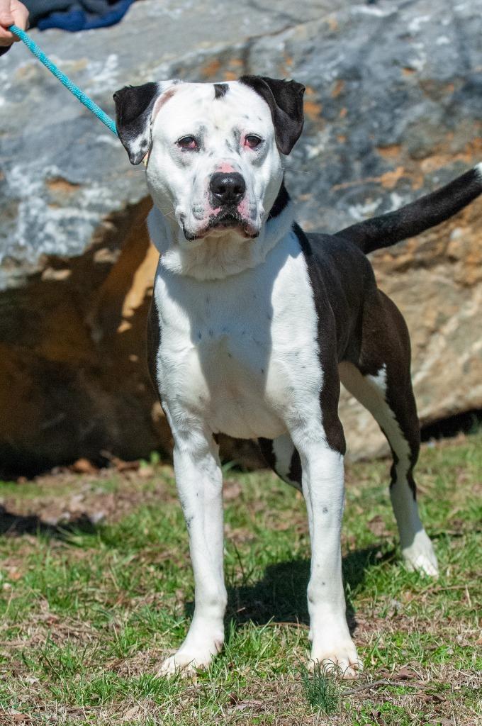 Oreo, a Adoptable mixed breed in Johnson City, TN image 5/5