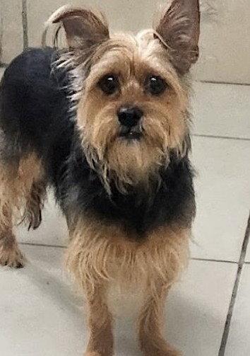 Maxwell, Adoptable, Adult Male Yorkshire Terrier.