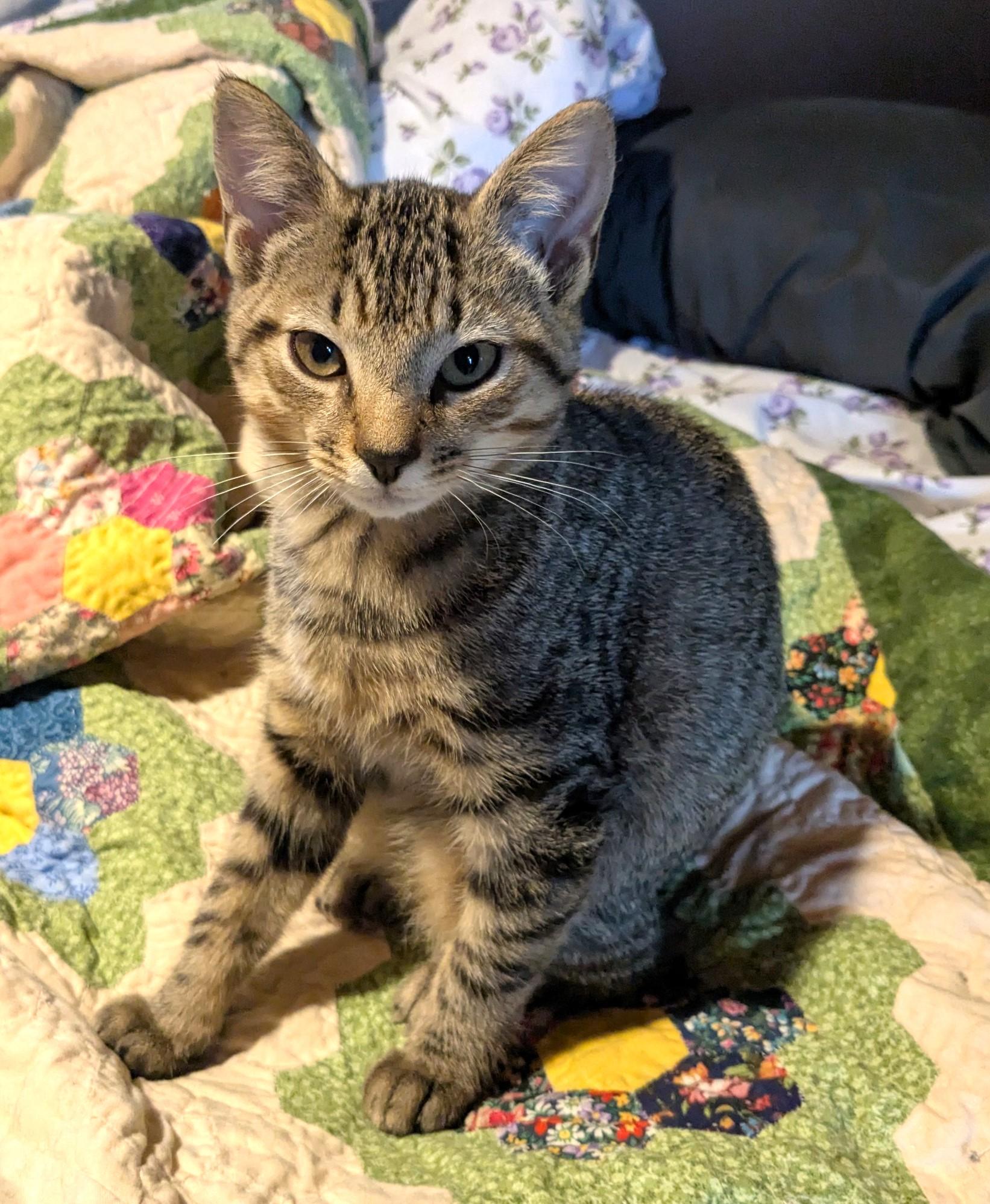 Tiger, a ADOPTABLE Domestic Short Hair in Floyd, VA image 2/3