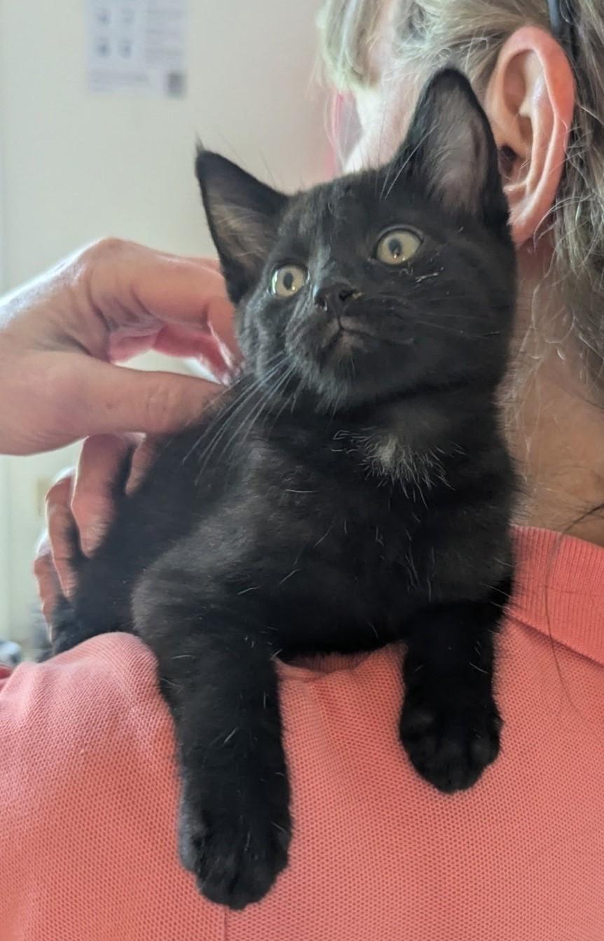 Molly, Otis, and Tiger Family, ADOPTABLE, Young Female Domestic Short Hair.