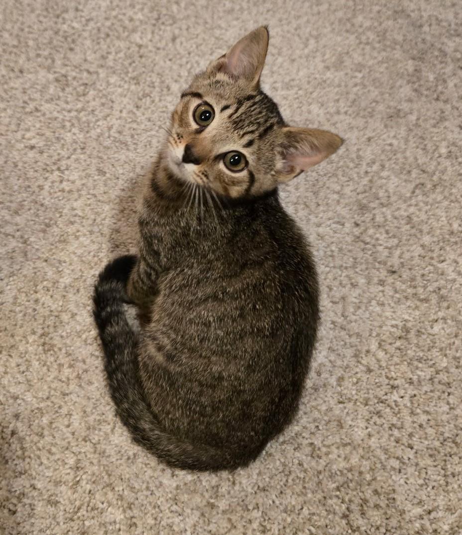 Tiger, a ADOPTABLE Domestic Short Hair in Floyd, VA image 1/4