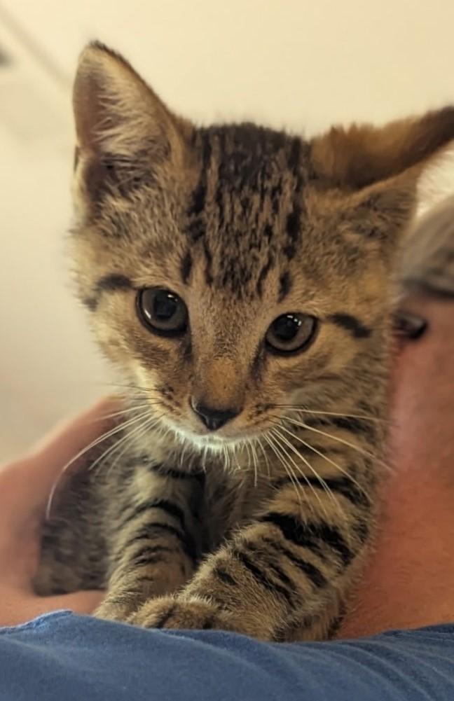Molly, Otis, and Tiger Family, a ADOPTABLE Domestic Short Hair in Floyd, VA image 3/3
