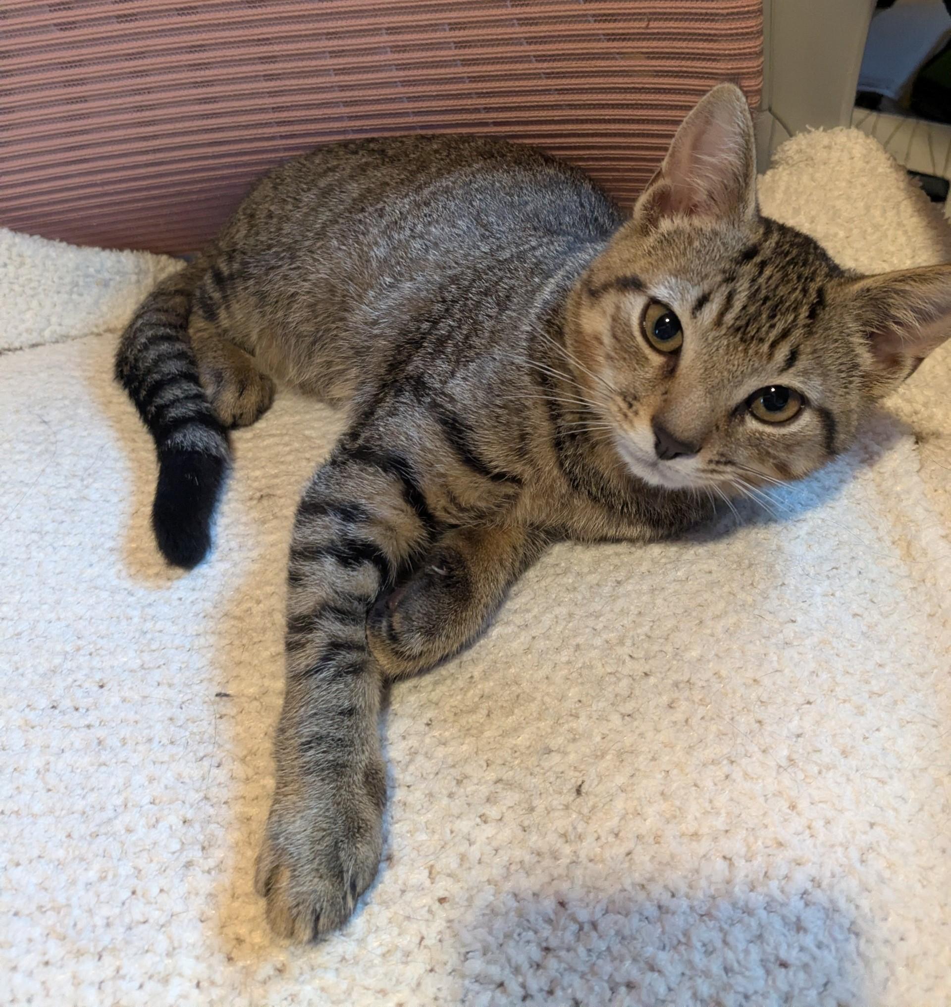 Tiger, a ADOPTABLE Domestic Short Hair in Floyd, VA image 1/3