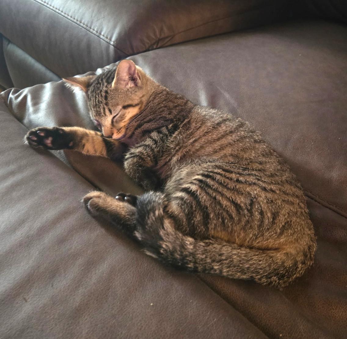 Tiger, a ADOPTABLE Domestic Short Hair in Floyd, VA image 4/4