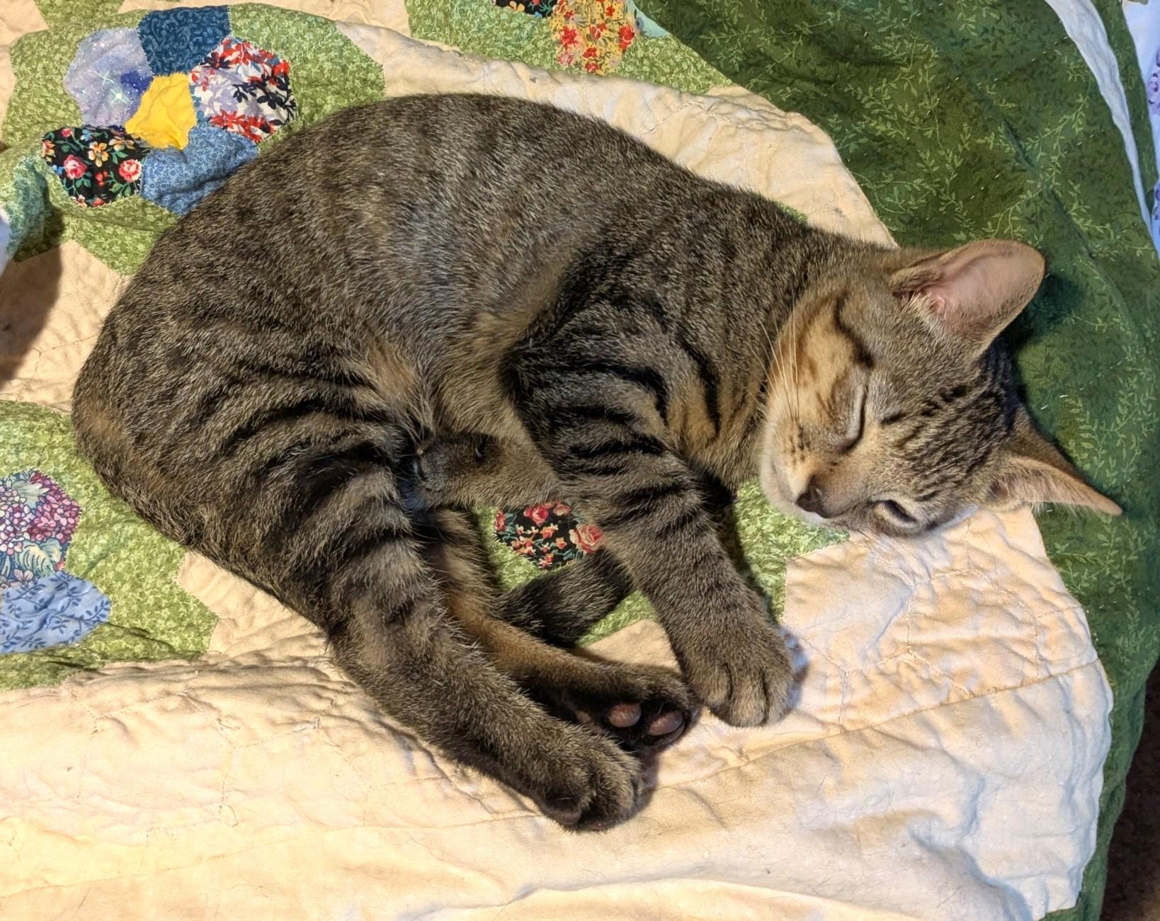 Tiger, a ADOPTABLE Domestic Short Hair in Floyd, VA image 3/3