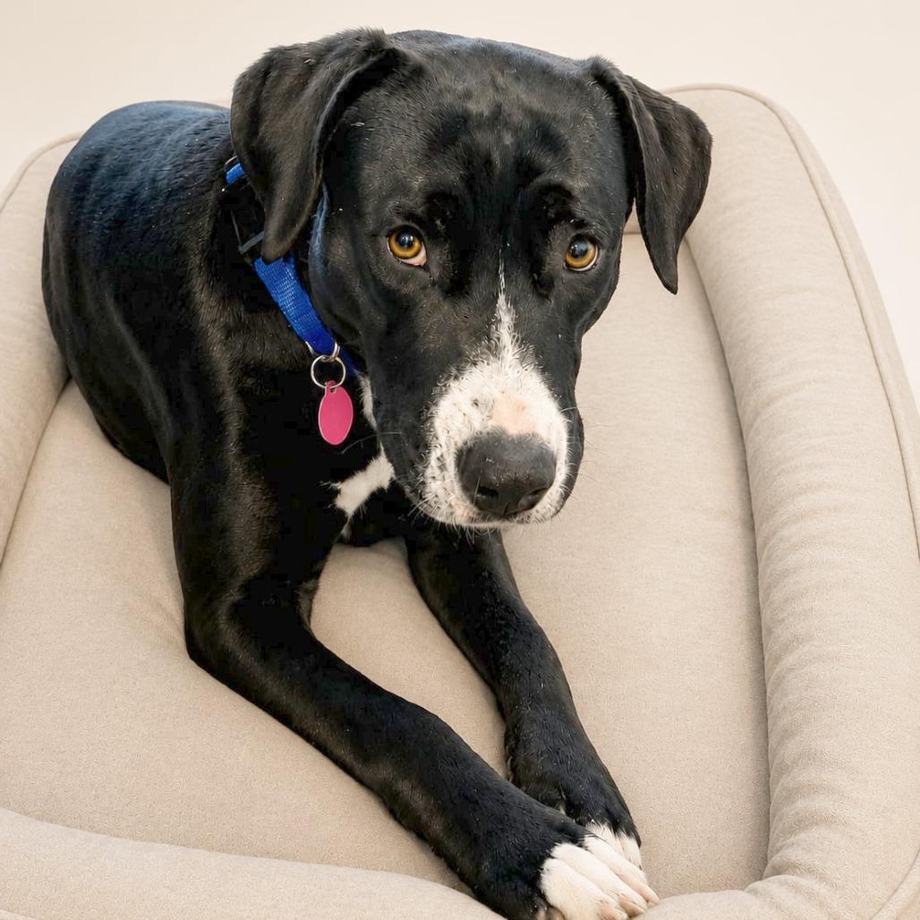 Denali HW+, Adoptable, Young Female American Staffordshire Terrier.