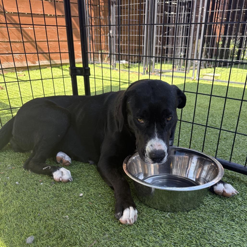 Enlarge Denali HW+, a Adoptable American Staffordshire Terrier in Tampa, FL image 2/6