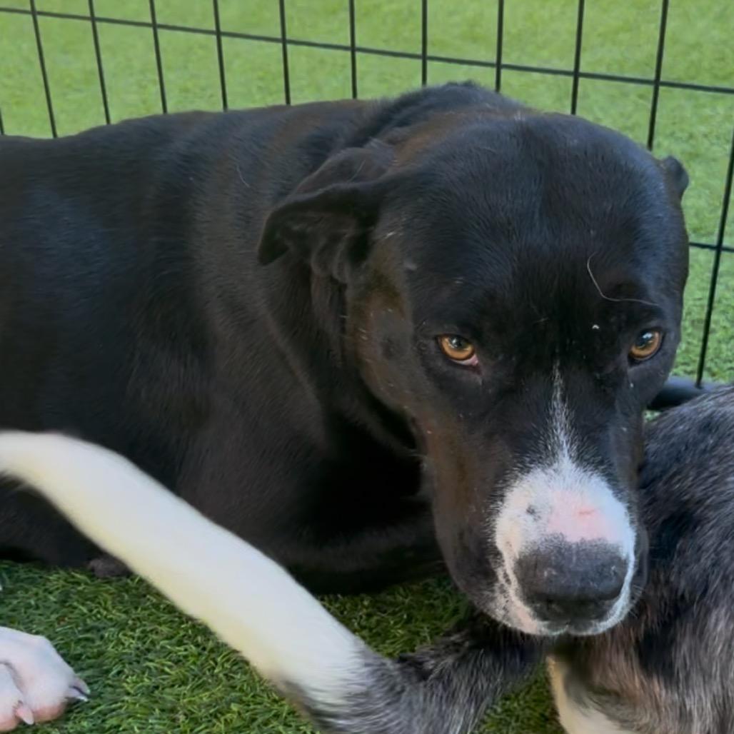 Enlarge Denali HW+, a Adoptable American Staffordshire Terrier in Tampa, FL image 3/6