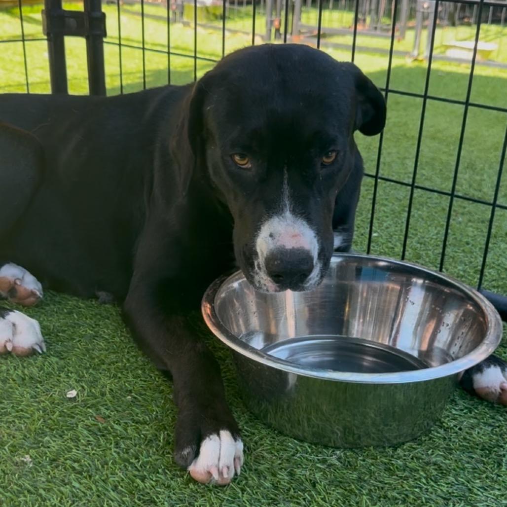 Enlarge Denali HW+, a Adoptable American Staffordshire Terrier in Tampa, FL image 4/6