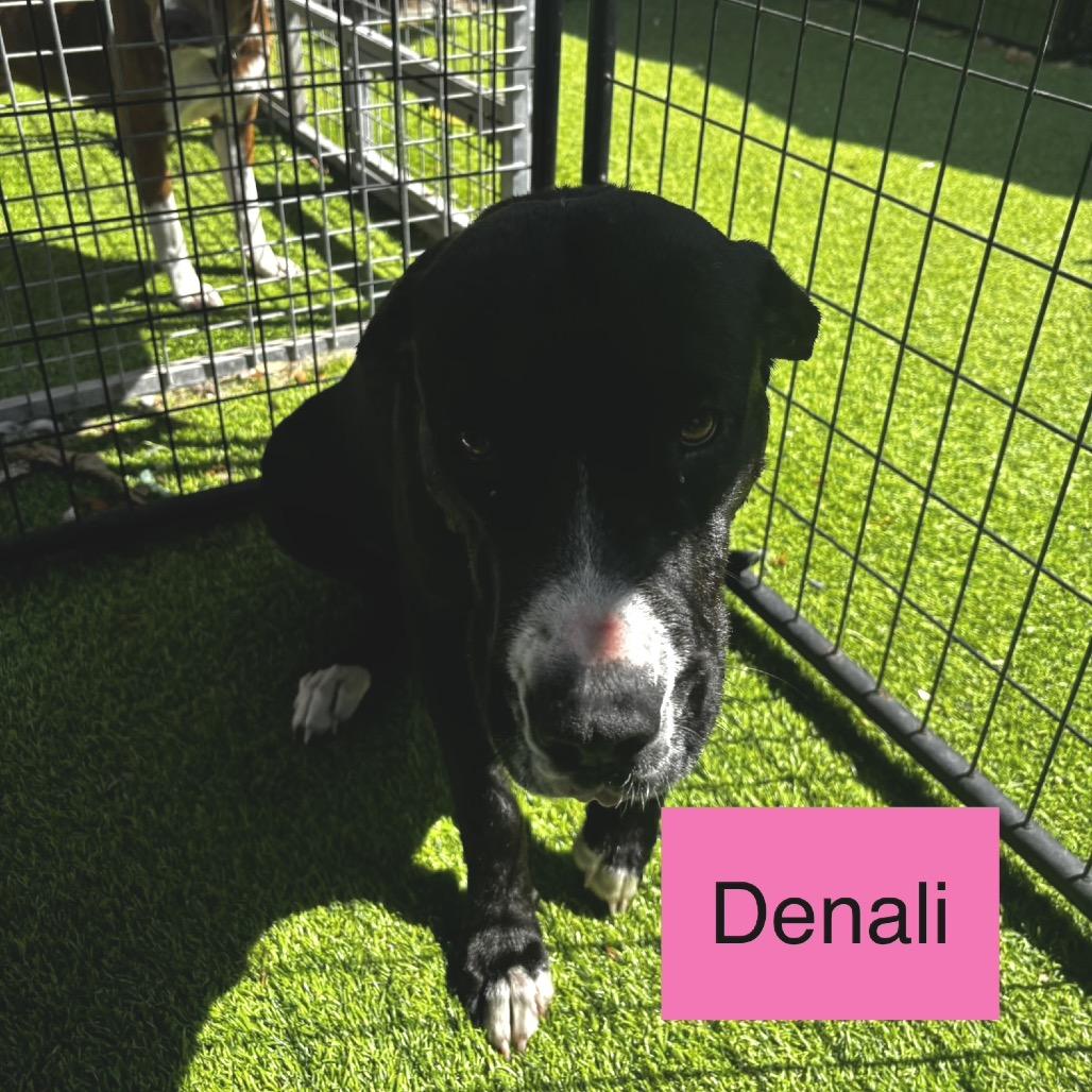 Enlarge Denali HW+, a Adoptable American Staffordshire Terrier in Tampa, FL image 5/6