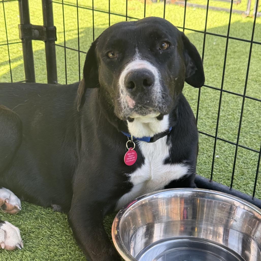Enlarge Denali HW+, a Adoptable American Staffordshire Terrier in Tampa, FL image 6/6