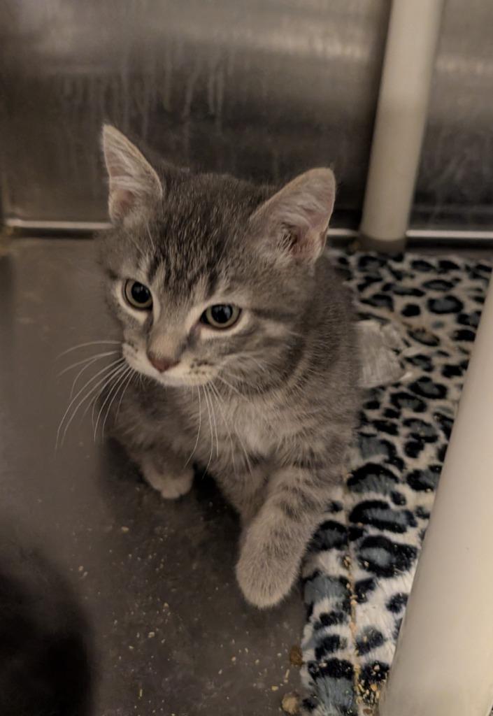 Treelo, Adopted, Kitten Male Domestic Short Hair.