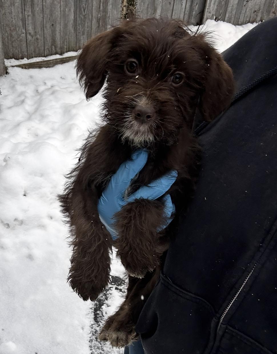 Kingfisher, a ADOPTABLE mixed breed in Arlington Heights, IL image 2/5