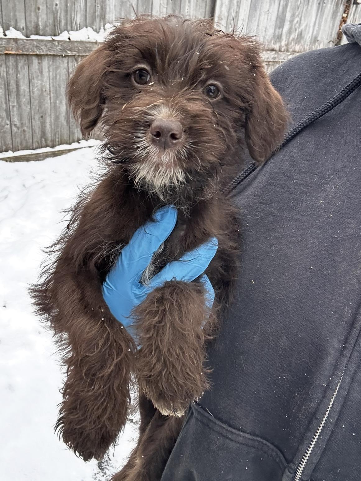 Kingfisher, a ADOPTABLE mixed breed in Arlington Heights, IL image 1/5