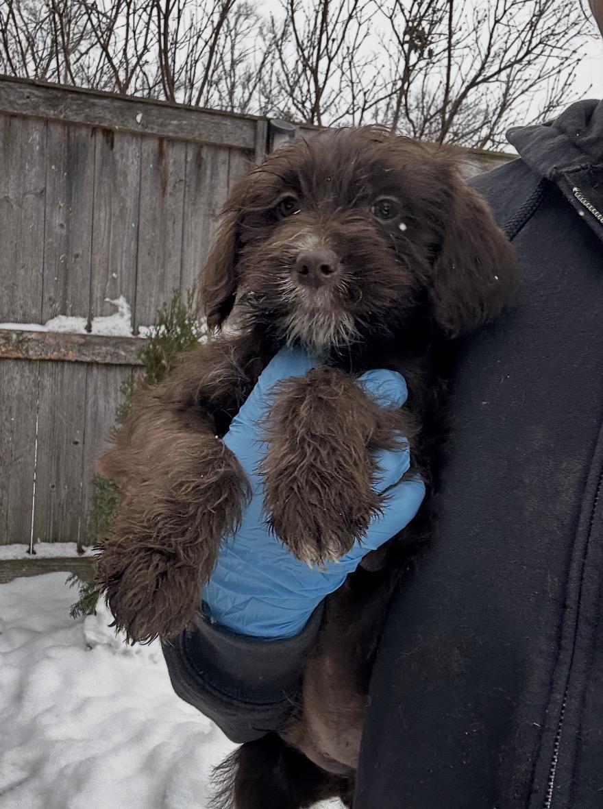 Kingfisher, a ADOPTABLE mixed breed in Arlington Heights, IL image 4/5