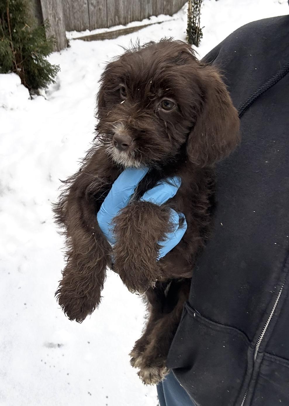 Kingfisher, a ADOPTABLE mixed breed in Arlington Heights, IL image 3/5